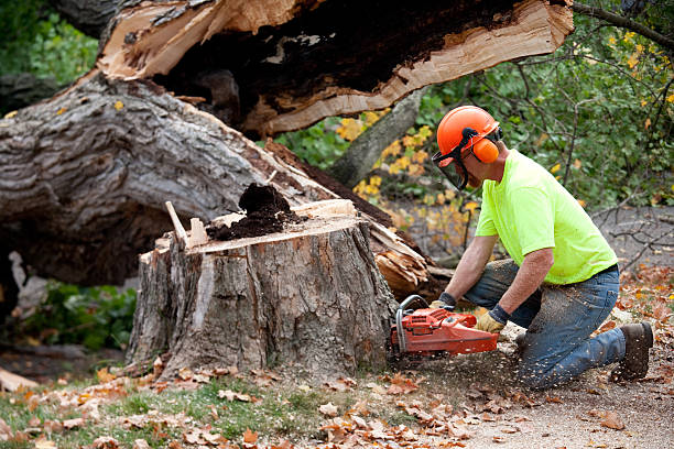 Best Affordable Tree Cutting  in White Oak, TX